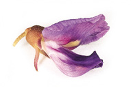 pueraria fleur